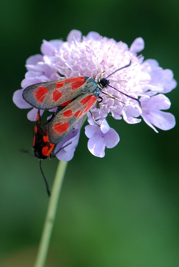Zygaena loti?